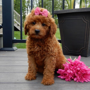 F1b Mini Goldendoodle Puppy for Sale