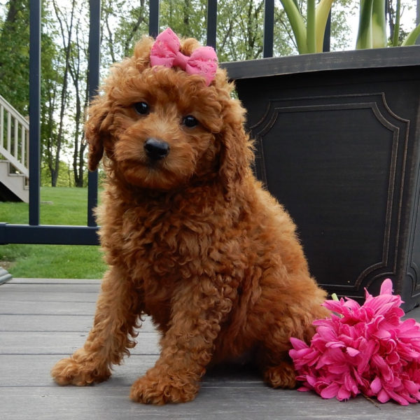 F1b Mini Goldendoodle Puppy for Sale