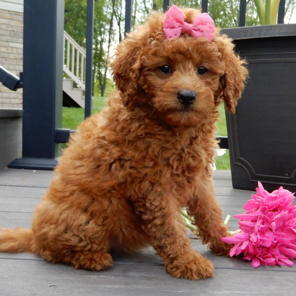F1b Mini Goldendoodle Puppy for Sale