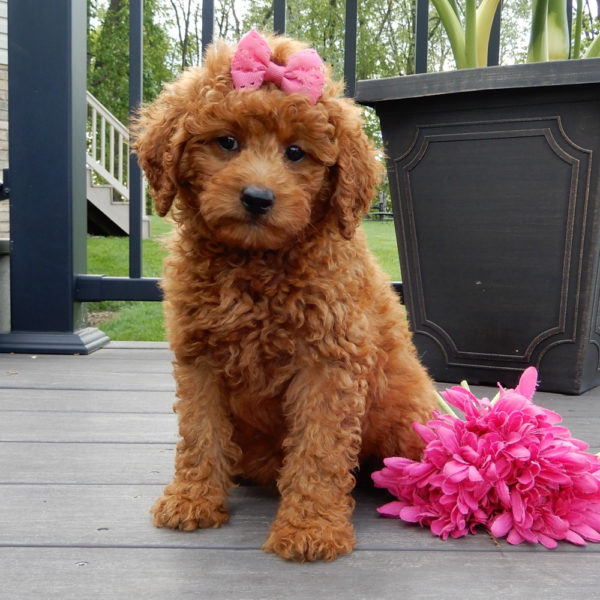 F1b Mini Goldendoodle Puppy for Sale