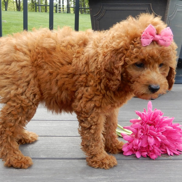 F1b Mini Goldendoodle Puppy for Sale