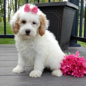 F1b Mini Goldendoodle Puppy for Sale