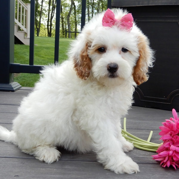 F1b Mini Goldendoodle Puppy for Sale