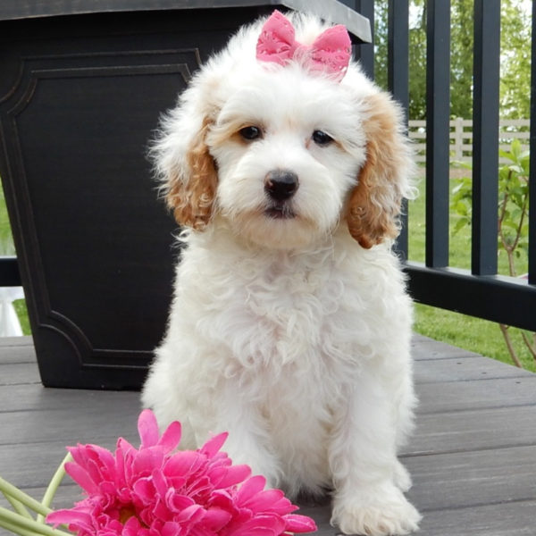F1b Mini Goldendoodle Puppy for Sale