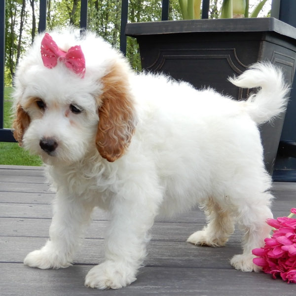 F1b Mini Goldendoodle Puppy for Sale