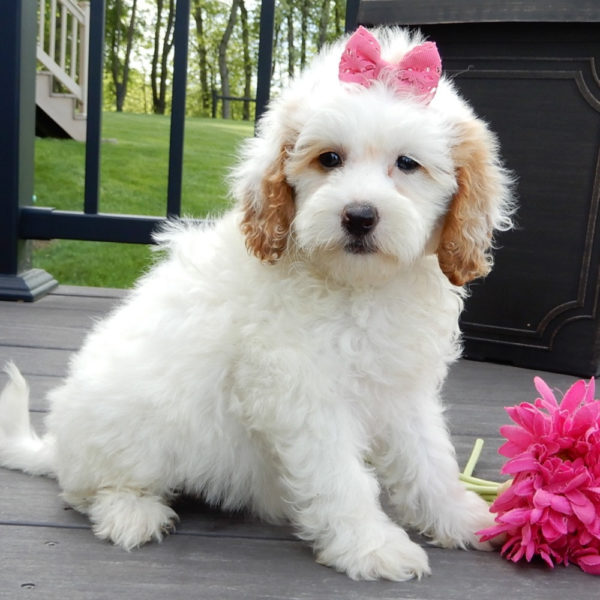 F1b Mini Goldendoodle Puppy for Sale
