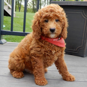 F1b Mini Goldendoodle Puppy for Sale