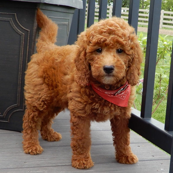 F1b Mini Goldendoodle Puppy for Sale