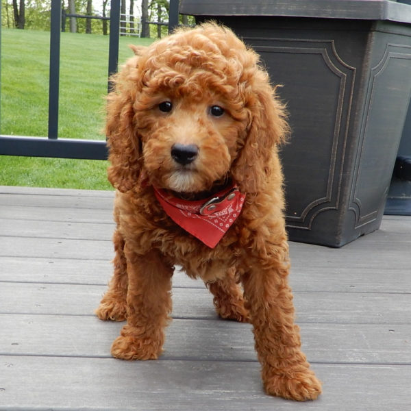 F1b Mini Goldendoodle Puppy for Sale