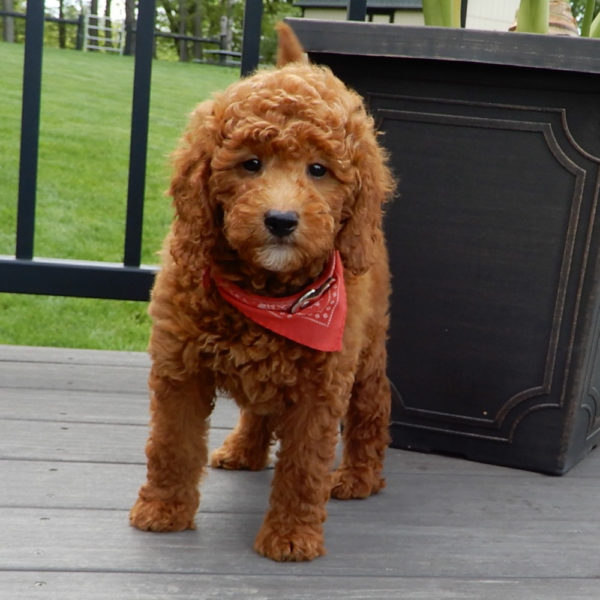 F1b Mini Goldendoodle Puppy for Sale