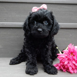 F1b Cavapoo Puppy for Sale
