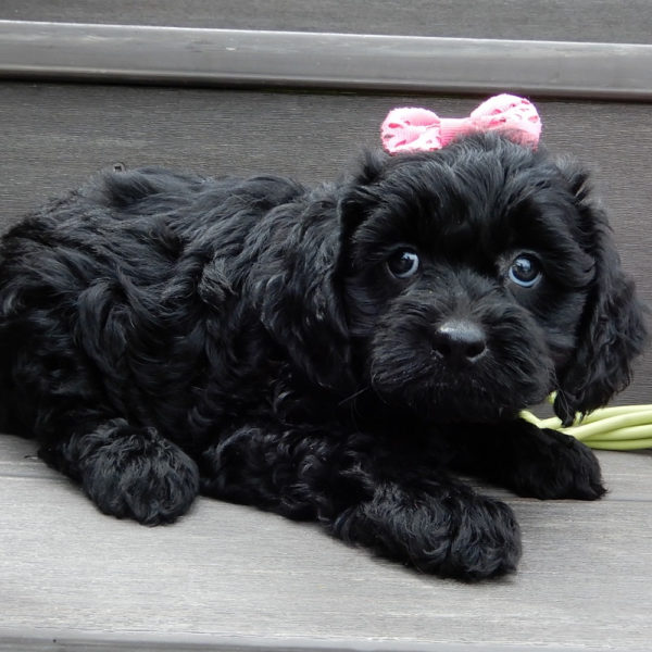 F1b Cavapoo Puppy for Sale