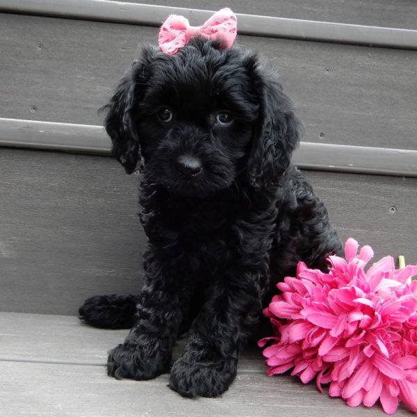 F1b Cavapoo Puppy for Sale