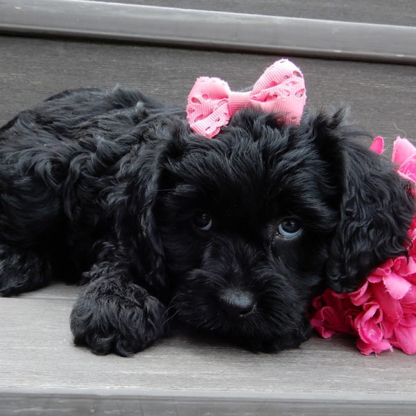 F1b Cavapoo Puppy for Sale