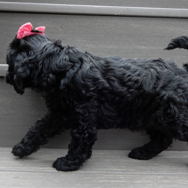 F1b Cavapoo Puppy for Sale