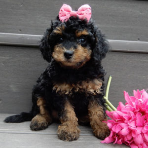 F1b Cavapoo Puppy for Sale