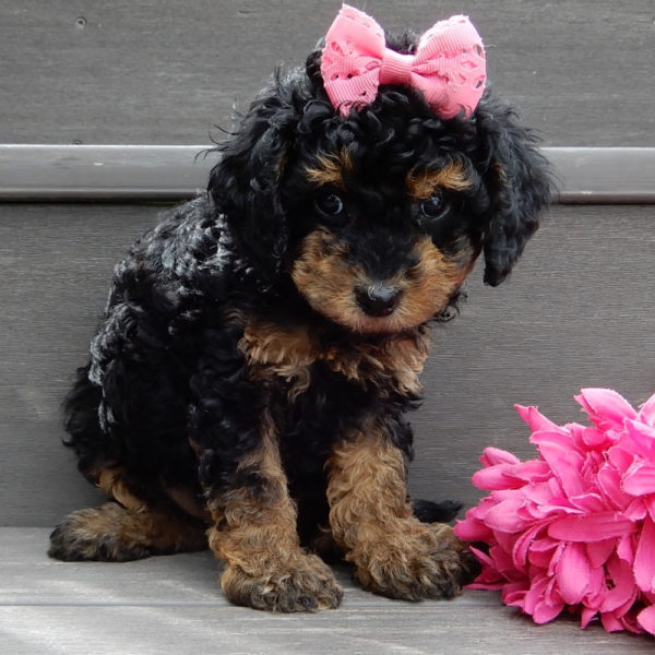 F1b Cavapoo Puppy for Sale