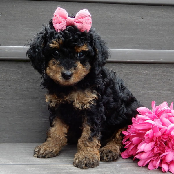 F1b Cavapoo Puppy for Sale