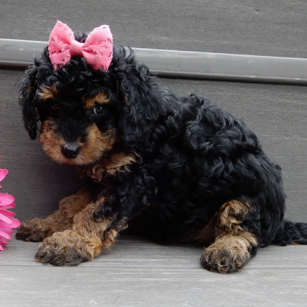 F1b Cavapoo Puppy for Sale