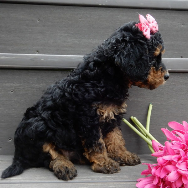 F1b Cavapoo Puppy for Sale