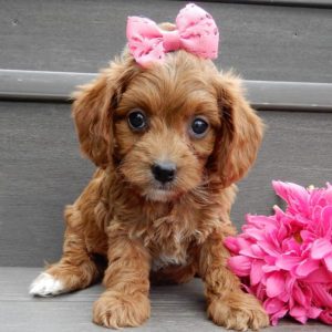 F1b Cavapoo Puppy for Sale