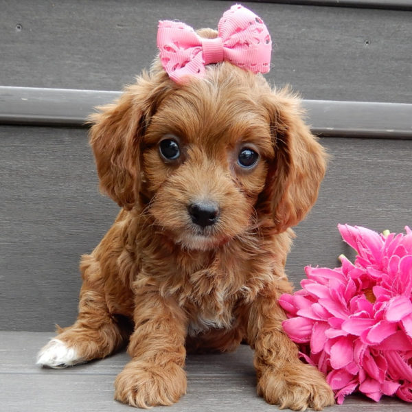 F1b Cavapoo Puppy for Sale