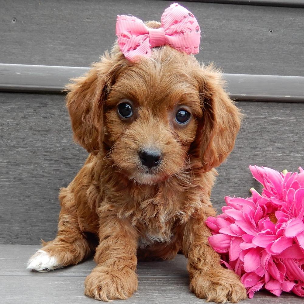 F1b Cavapoo Puppy for Sale in NYC