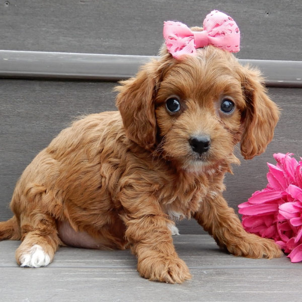F1b Cavapoo Puppy for Sale