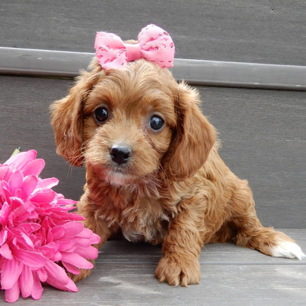 F1b Cavapoo Puppy for Sale