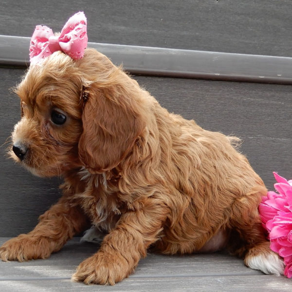 F1b Cavapoo Puppy for Sale