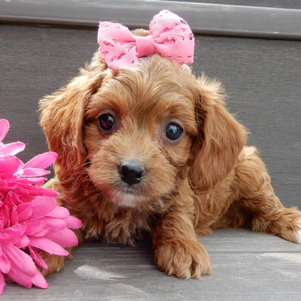 F1b Cavapoo Puppy for Sale