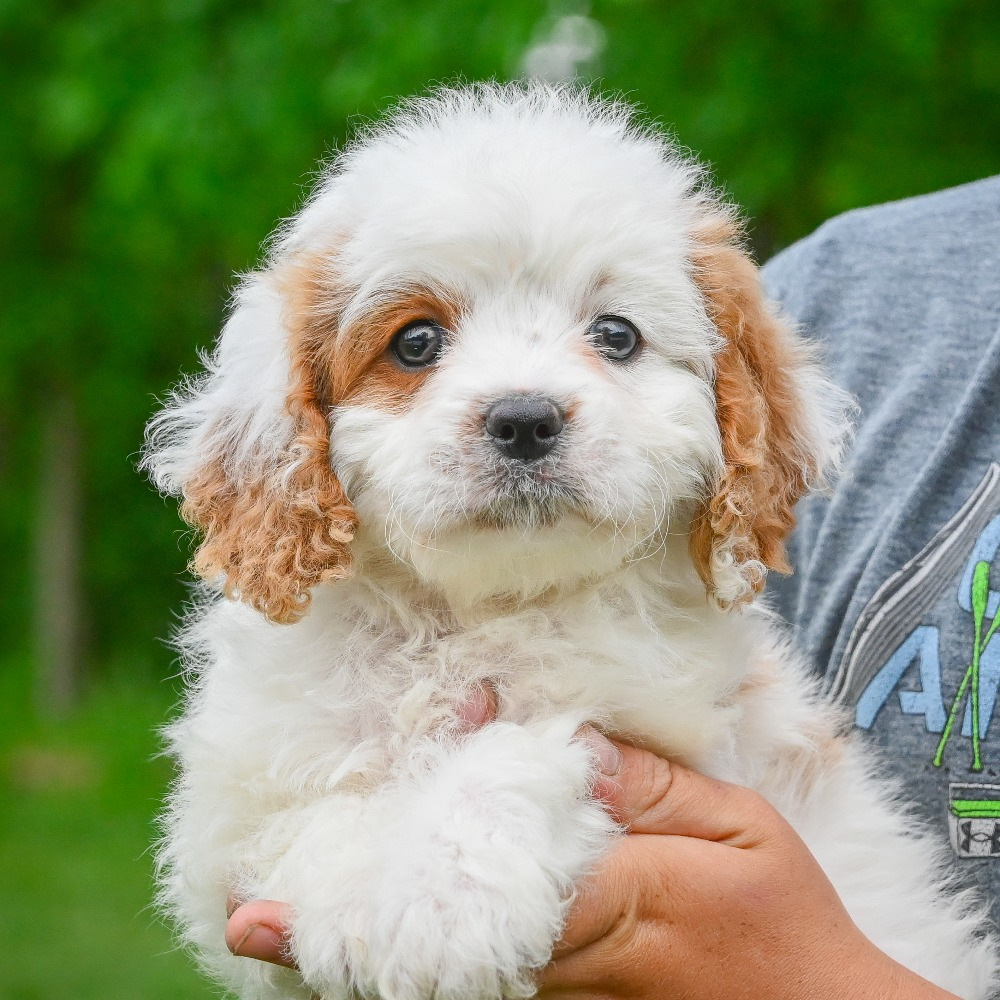 F1 Cavapoo Puppy for Sale in NYC