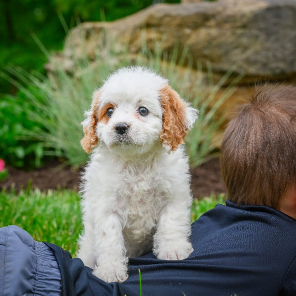F1 Cavapoo Puppy for Sale