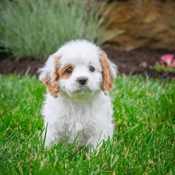 F1 Cavapoo Puppy for Sale