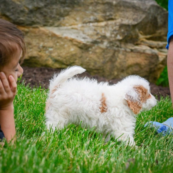 F1 Cavapoo Puppy for Sale