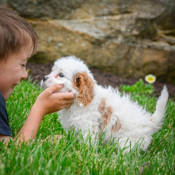 F1 Cavapoo Puppy for Sale