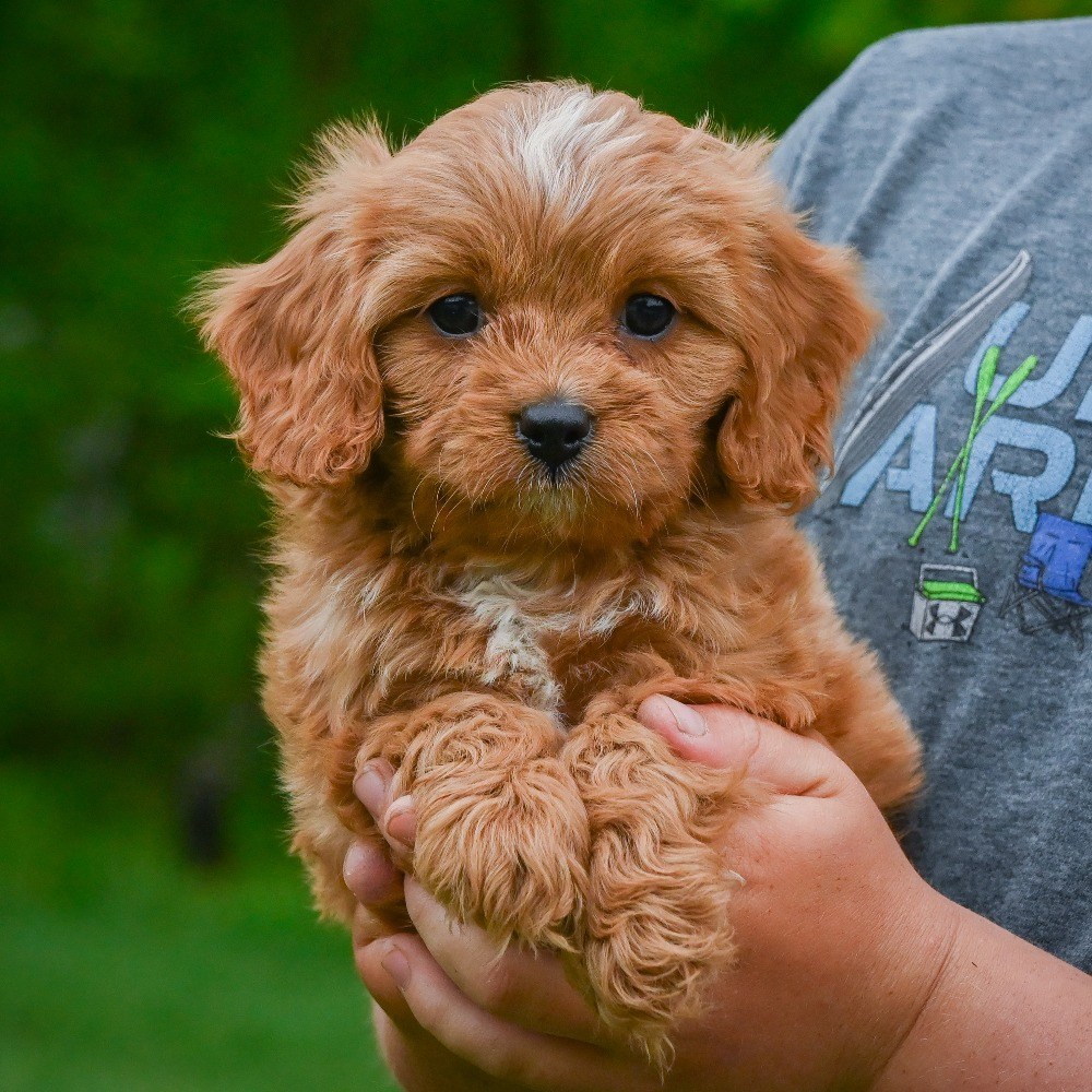 F1 Cavapoo Puppy for Sale in NYC