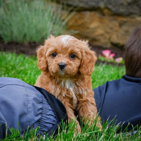 F1 Cavapoo Puppy for Sale