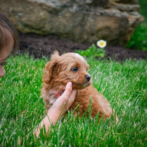 F1 Cavapoo Puppy for Sale