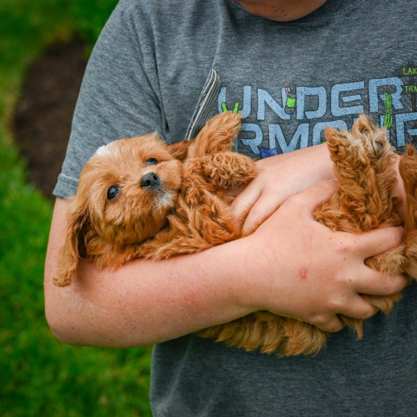 F1 Cavapoo Puppy for Sale