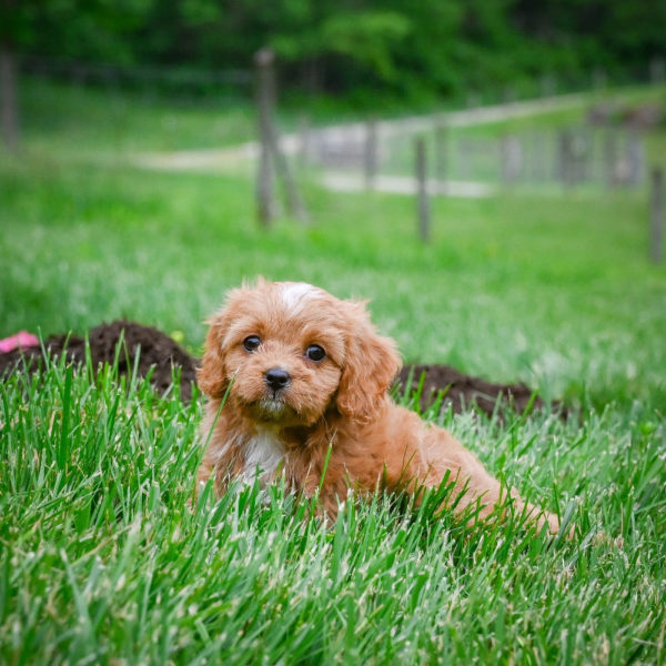 F1 Cavapoo Puppy for Sale