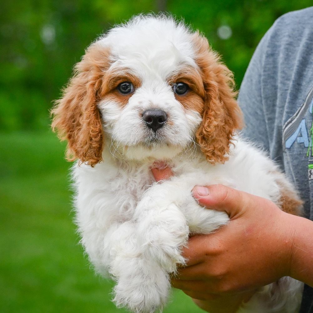 F1 Cavapoo Puppy for Sale in NYC