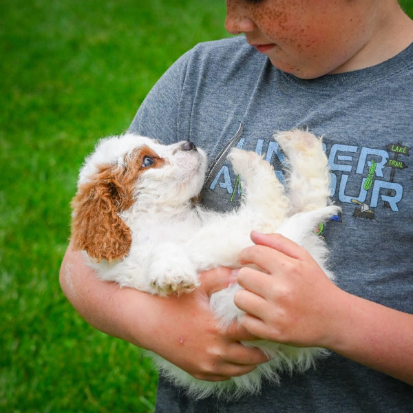 F1 Cavapoo Puppy for Sale