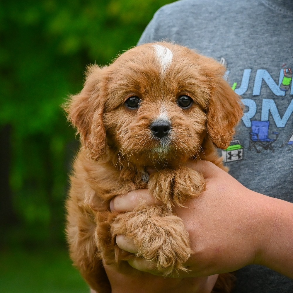 F1 Cavapoo Puppy for Sale in NYC