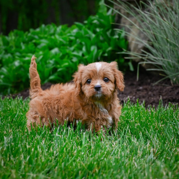 F1 Cavapoo Puppy for Sale