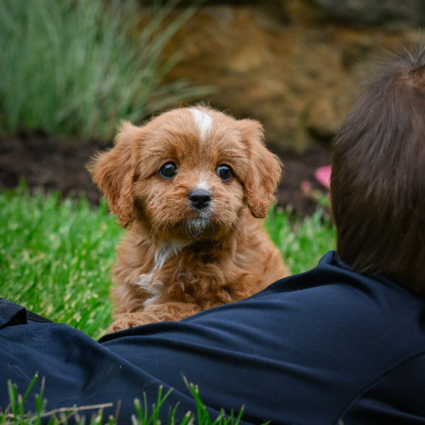 F1 Cavapoo Puppy for Sale