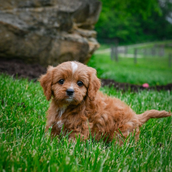 F1 Cavapoo Puppy for Sale