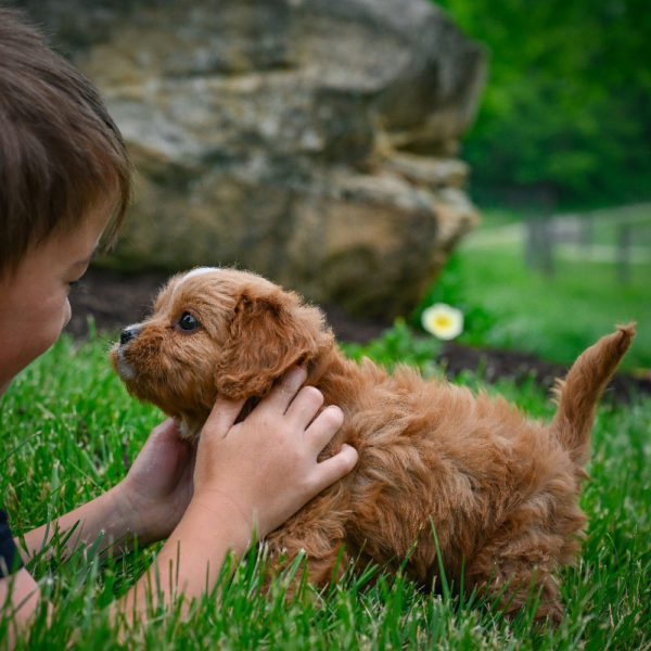 F1 Cavapoo Puppy for Sale