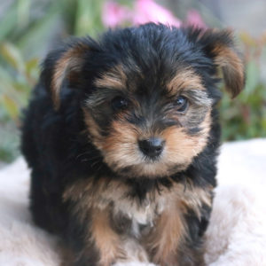 Yorkshire Terrier Puppy for Sale