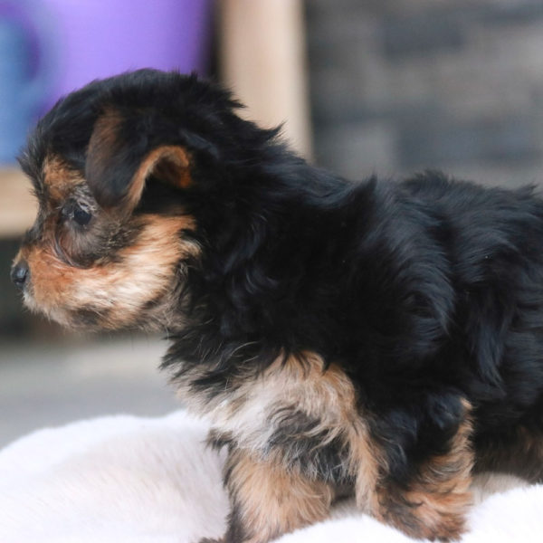 Yorkshire Terrier Puppy for Sale